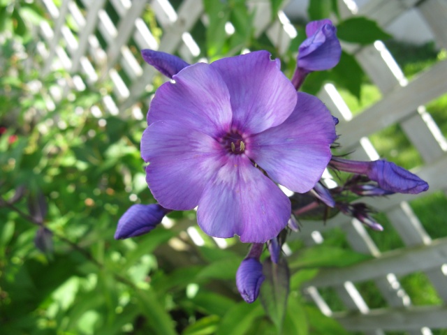 Phlox paniculata Blue Paradise Img_6714