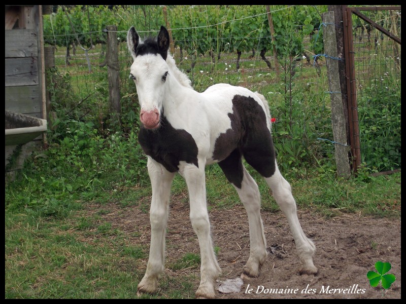 grande pouliche Irish Cob pie-noir yeux bleus: RESERVEE 15_jou30