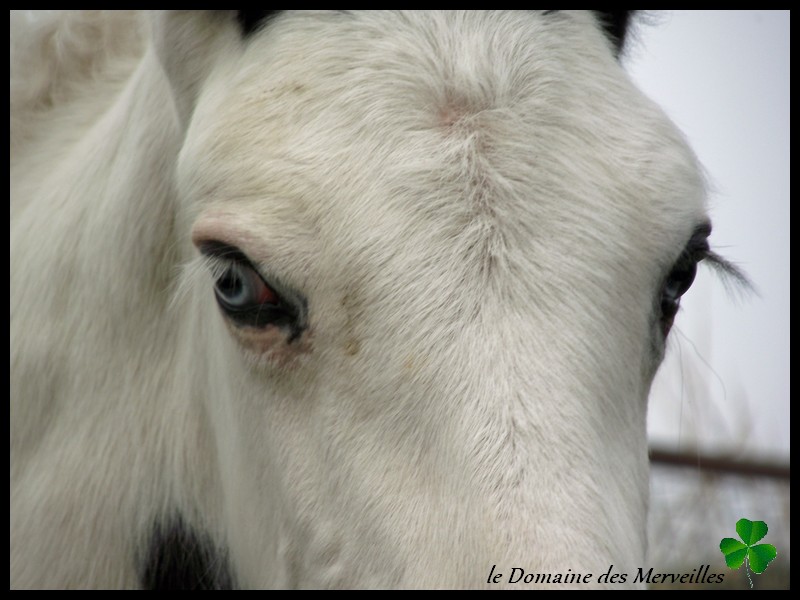 grande pouliche Irish Cob pie-noir yeux bleus: RESERVEE 15_jou32