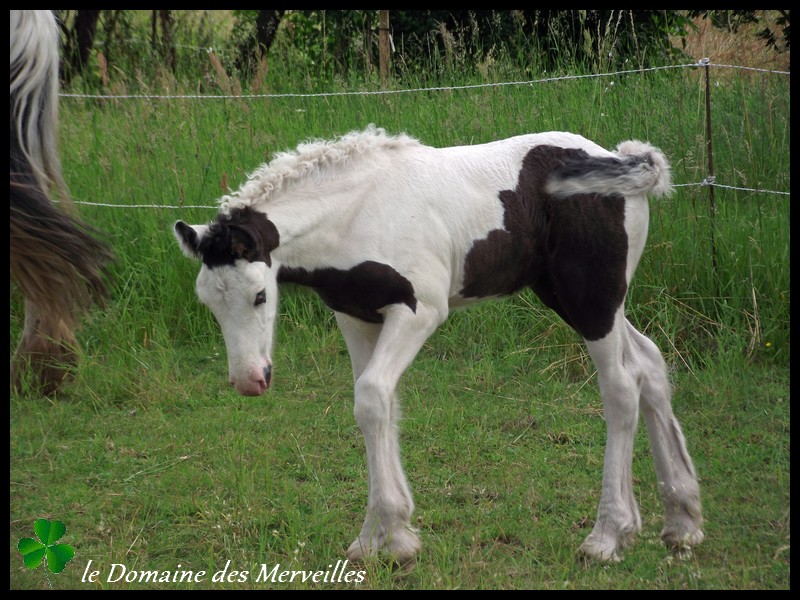 Délice des Merveilles pouliche IC 2013 pie-noir yeux bleus: VENDUE 4_juil13