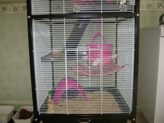 Voici la cage de mes pepettes Rate_015