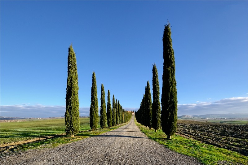 2 cipressi italiani... - Pagina 3 Cipres10