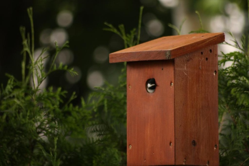 Mésange sortie M210