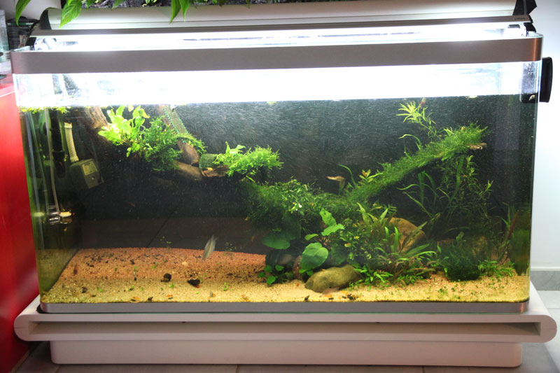 Mur végétal avec aquarium de 320L ---> Paludarium - Page 3 Img_9216