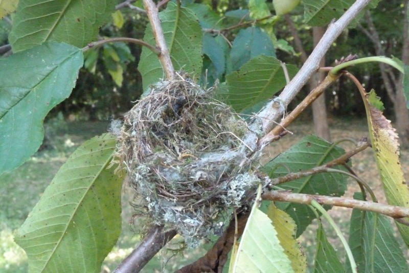Pour changer un nid ... [de pinson des arbres] Nid210