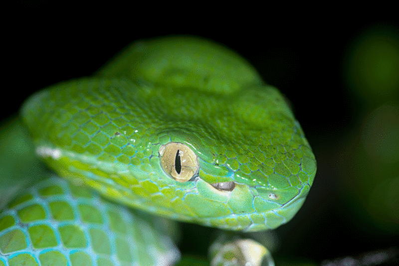 crying trimeresurus Dsc_0515