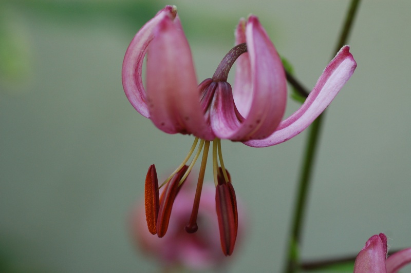 Lilium martagon Dsc_8140