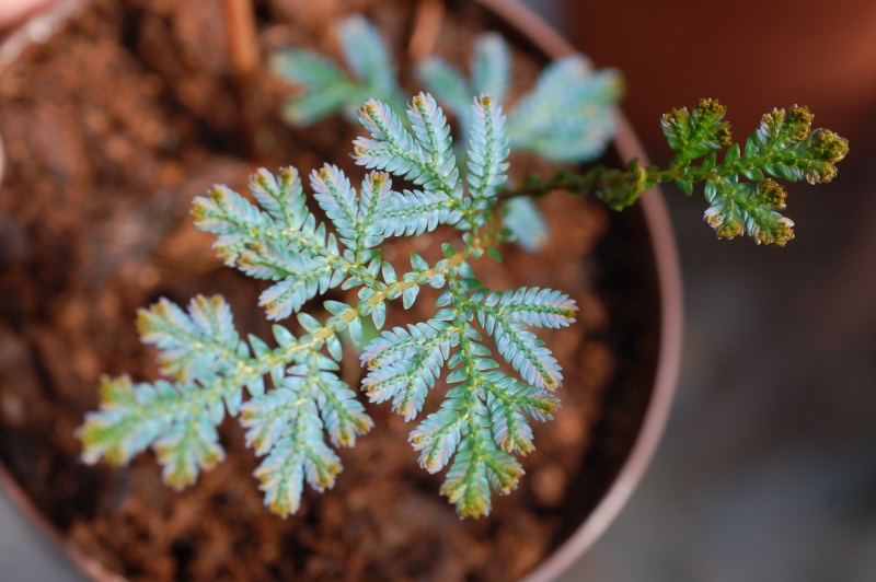 Selaginella willdenowii Dsc_8141