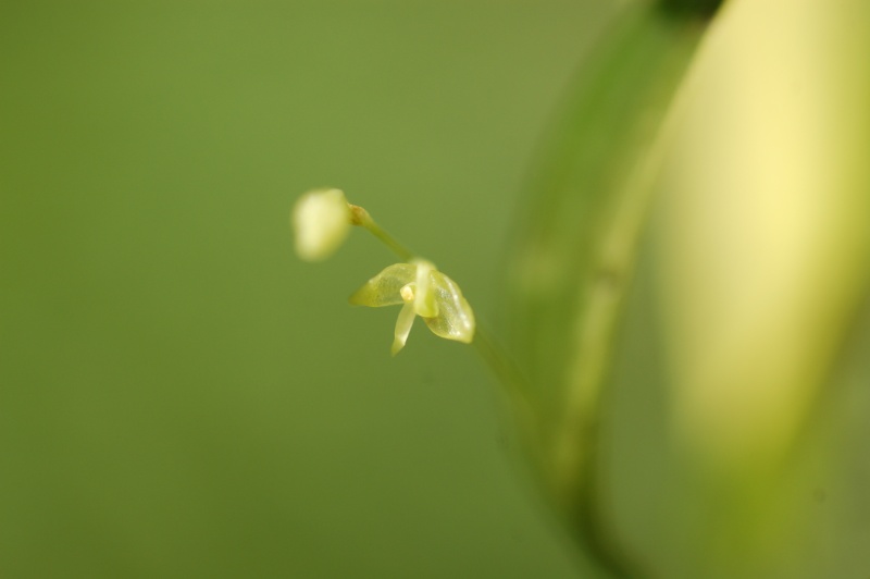 culture d'orchidées en épiphyte Dsc_8227