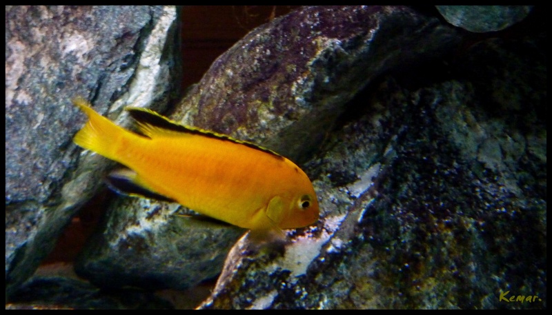 Labidochromis - Labidochromis caeruleus yellow P1050813