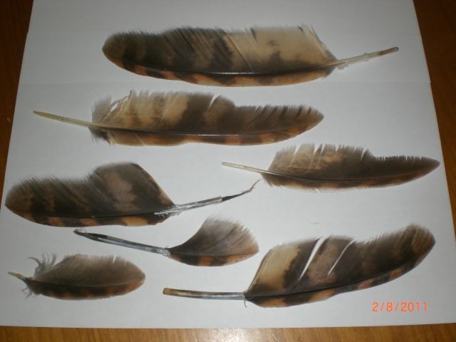 Trouvailles de plumes -été 2013- - Page 5 Cimg7316