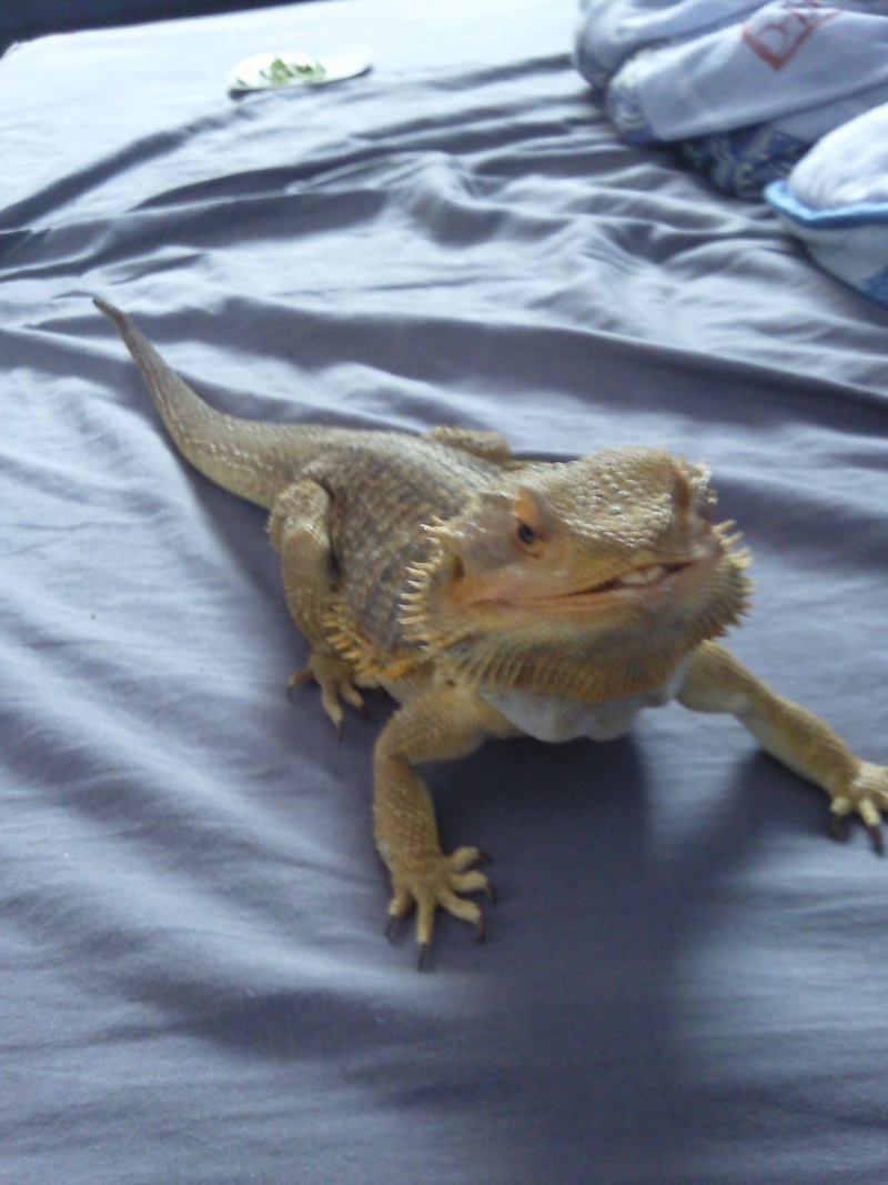 Mon pogona Photo019