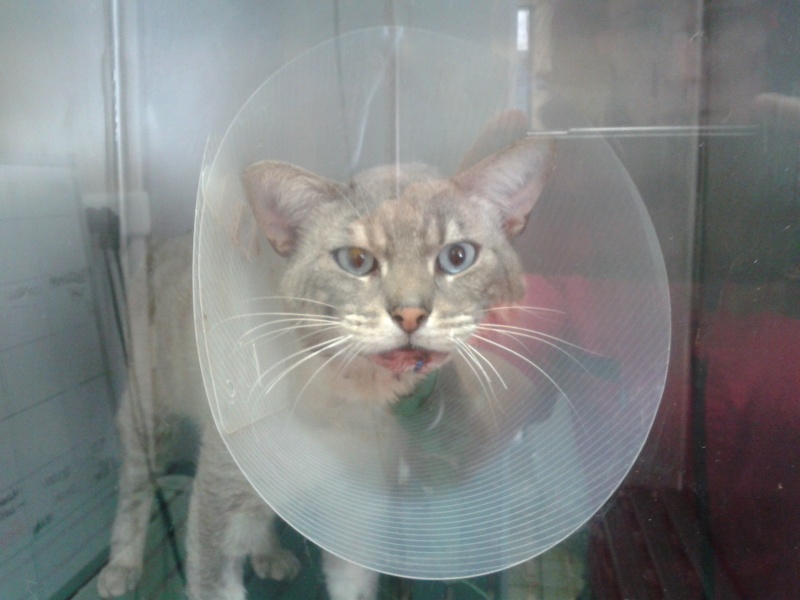 , H'AFTER  chat type siamois super sociable , a l'essai chez l'associe du dr nevo pour une adoption 20130713