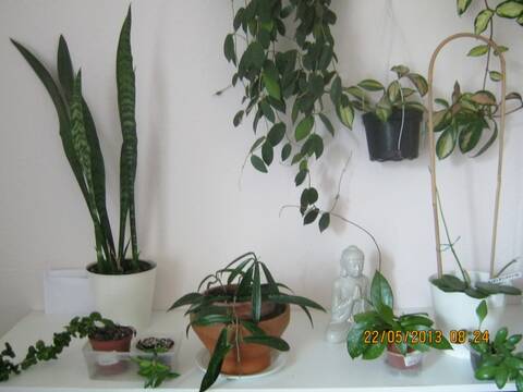 Mythe horticole à déboulonner: la brumisation des plantes d'intérieur -  Jardinier paresseux
