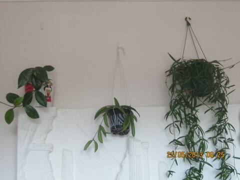 Mythe horticole à déboulonner: la brumisation des plantes d'intérieur -  Jardinier paresseux