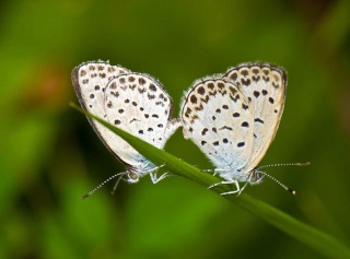 entomologie - papillon bleu - mutant - aout 2012 - accident de fukushima Daiichi - Japon - malformation - aile - lycénidés - forum - Zizeeria maha - retombées - conséquences