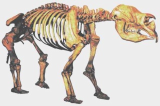 Découverte d'un fossile d'un marsupial géant en Australie : Preuve de l'impact de l'Homme sur la mégafaune ? Squele10