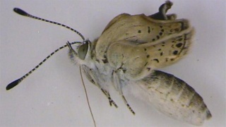 entomologie - papillon bleu - mutant - aout 2012 - accident de fukushima Daiichi - Japon - malformation - aile - lycénidés - forum - Zizeeria maha - retombées - conséquences