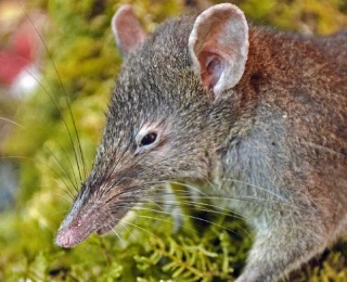 nouvelle espèce - zoologie - Paucidentomys vermidax - zoology - rat-musaraigne - biodiversité - édenté - rongeur - mammifère - Jacob Esselstyn - McMaster University - Indonésie - aout 2012 - forum