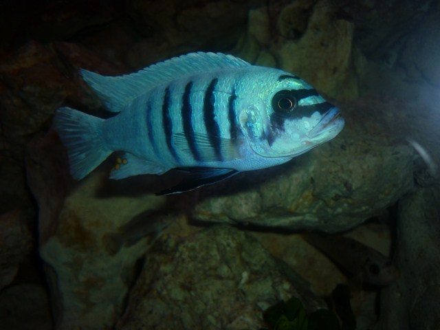 les poissons de vivadri P1090412