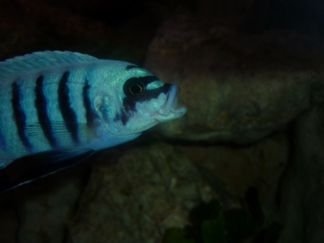 les poissons de vivadri P1090413