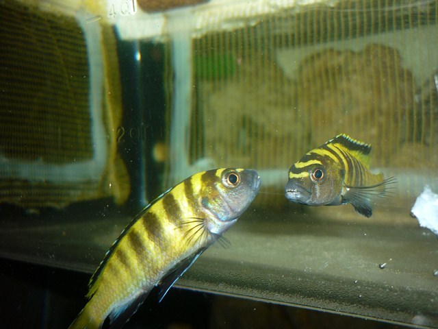 les poissons de vivadri P1090422