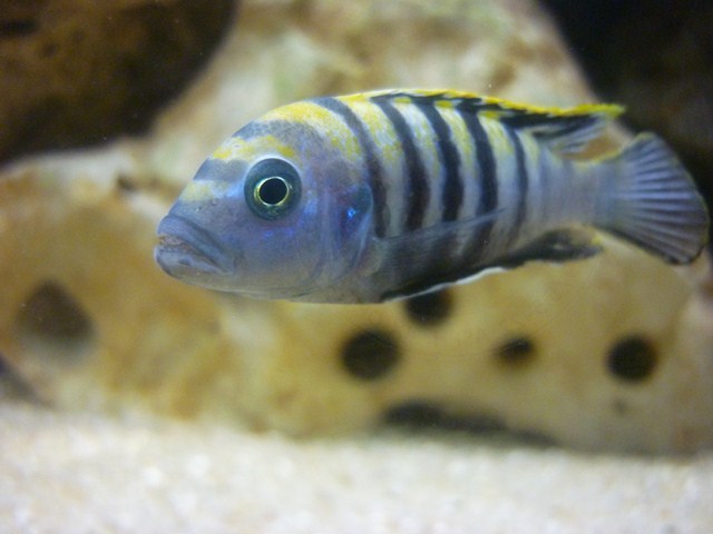 les poissons de vivadri P1090516
