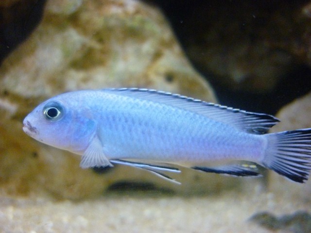 les poissons de vivadri P1090526