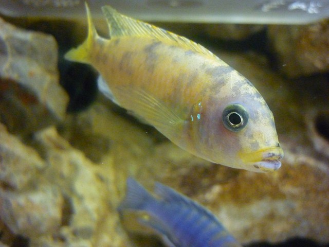 les poissons de vivadri P1090610