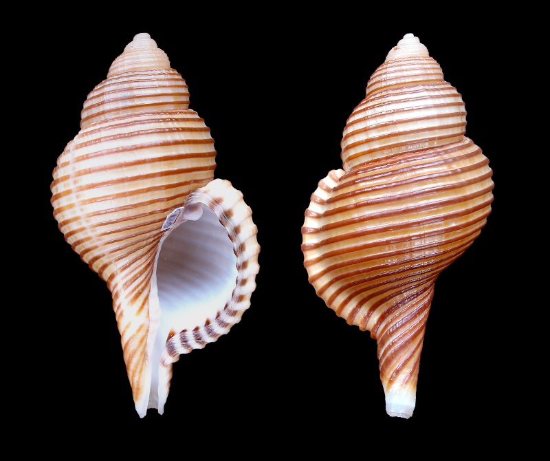 Cymatiidae Gelagna succincta (Linnaeus, 1771)  Succin10