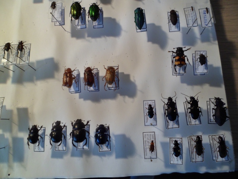Présentation des collections Entomologiques - Page 5 Sam_2418