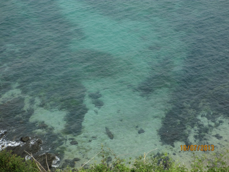 Marais du cotentin et du bessin . Reine_13