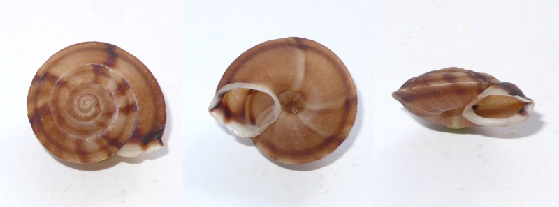 Ariophantidae du Cameroun (T04) H_lapi10
