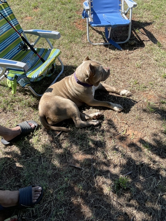 Pit Bull Terrier - 665f8310