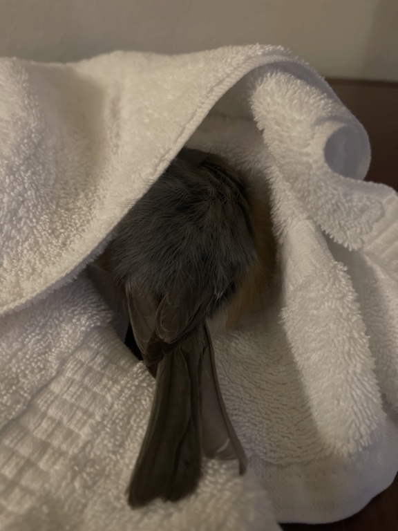 My overnight guest 734b3b10