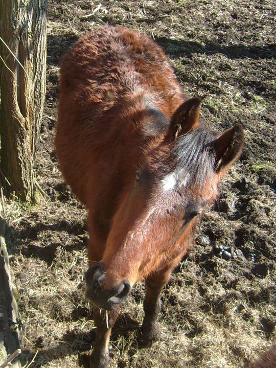 3 chevaux: 3 amours <3<3<3 22340513