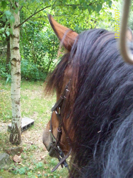 3 chevaux: 3 amours <3<3<3 33446_10