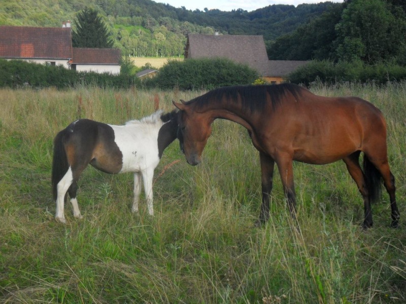 3 chevaux: 3 amours <3<3<3 53475513