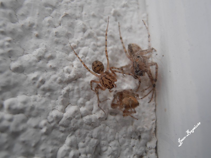 3 araignées ( 2 vivantes ,1 morte) Pa220011