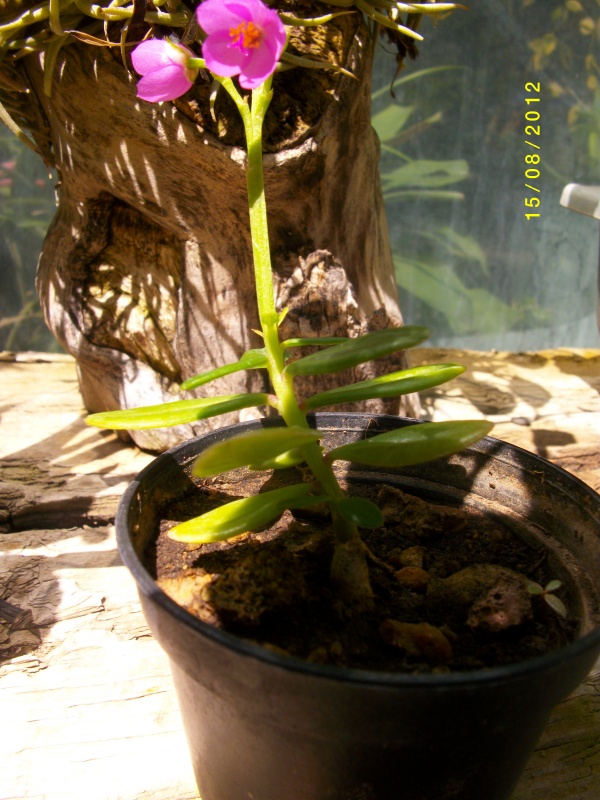semis inconnu -Talinum paniculatum- Plante10