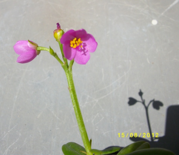 semis inconnu -Talinum paniculatum- Plante12