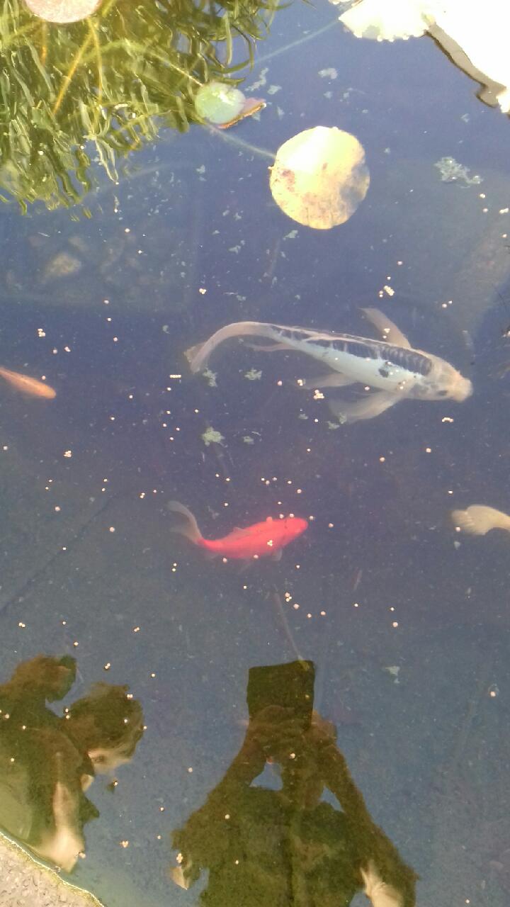 masse sur le poisson rouge Poisso10