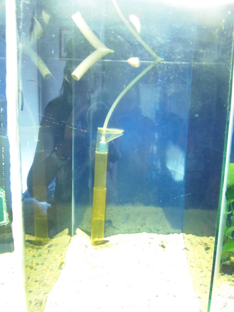 Mon aquarium compartimenté en 4bacs de 30L P7120613