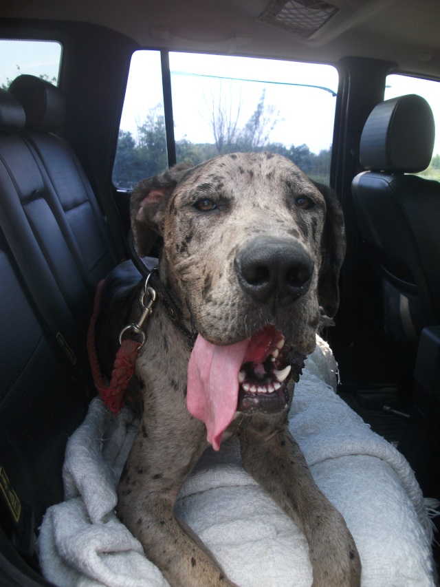 Haddock - Magnifique dogue allemand gris arlequin - Né le 8/10/2012 - Adopté !!!!  ( dans le 80) Dscf3510