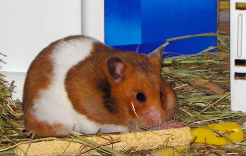 [Adoptée][Rêves de Toits] MAORIS, hamster syrien femelle Barre_10