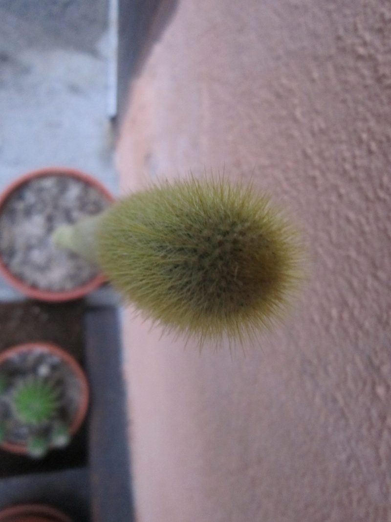 [Terminé] cleistocactus??? Id_00410