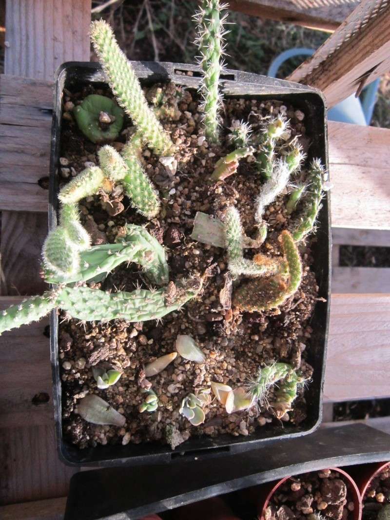 Vend lot de cactus Joli_j12