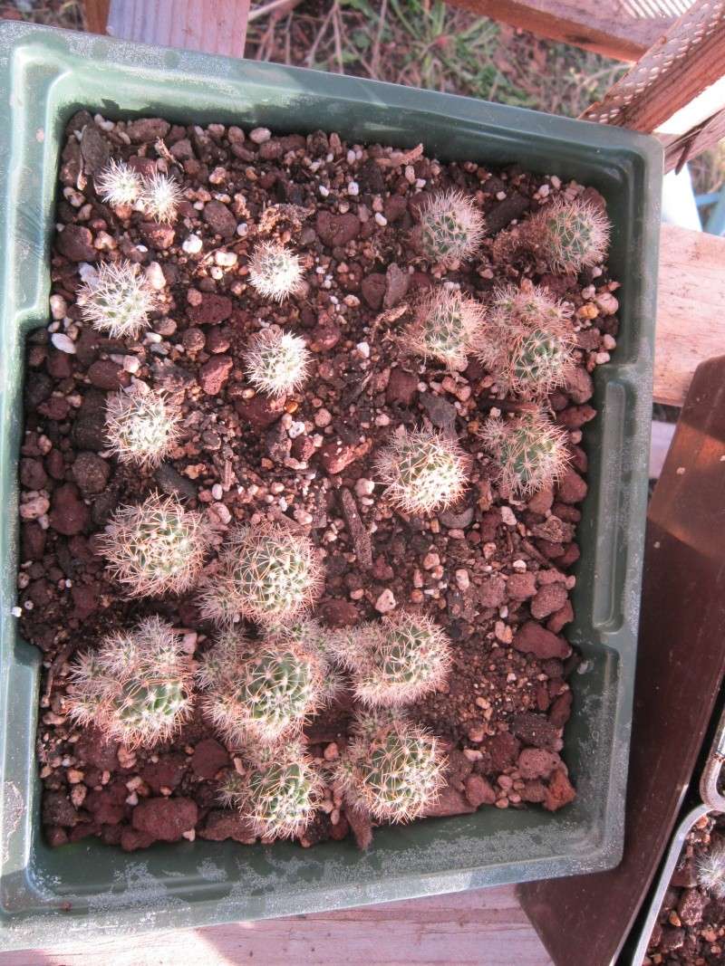 Vend lot de cactus Joli_j14