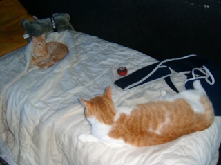 Kenshin (Moby), chaton roux né mi-juin 2012 000211