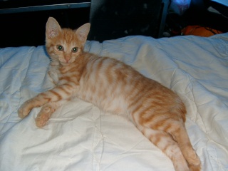 Kenshin (Moby), chaton roux né mi-juin 2012 Pic_0038